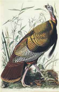 THE BIRDS OF AMERICA, FROM ORIGINAL DRAWINGS  John James Audubon  (1827) First Edition